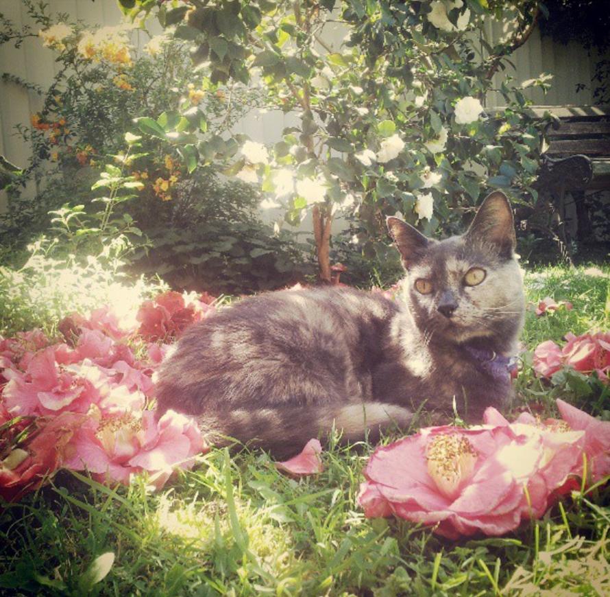 kitty