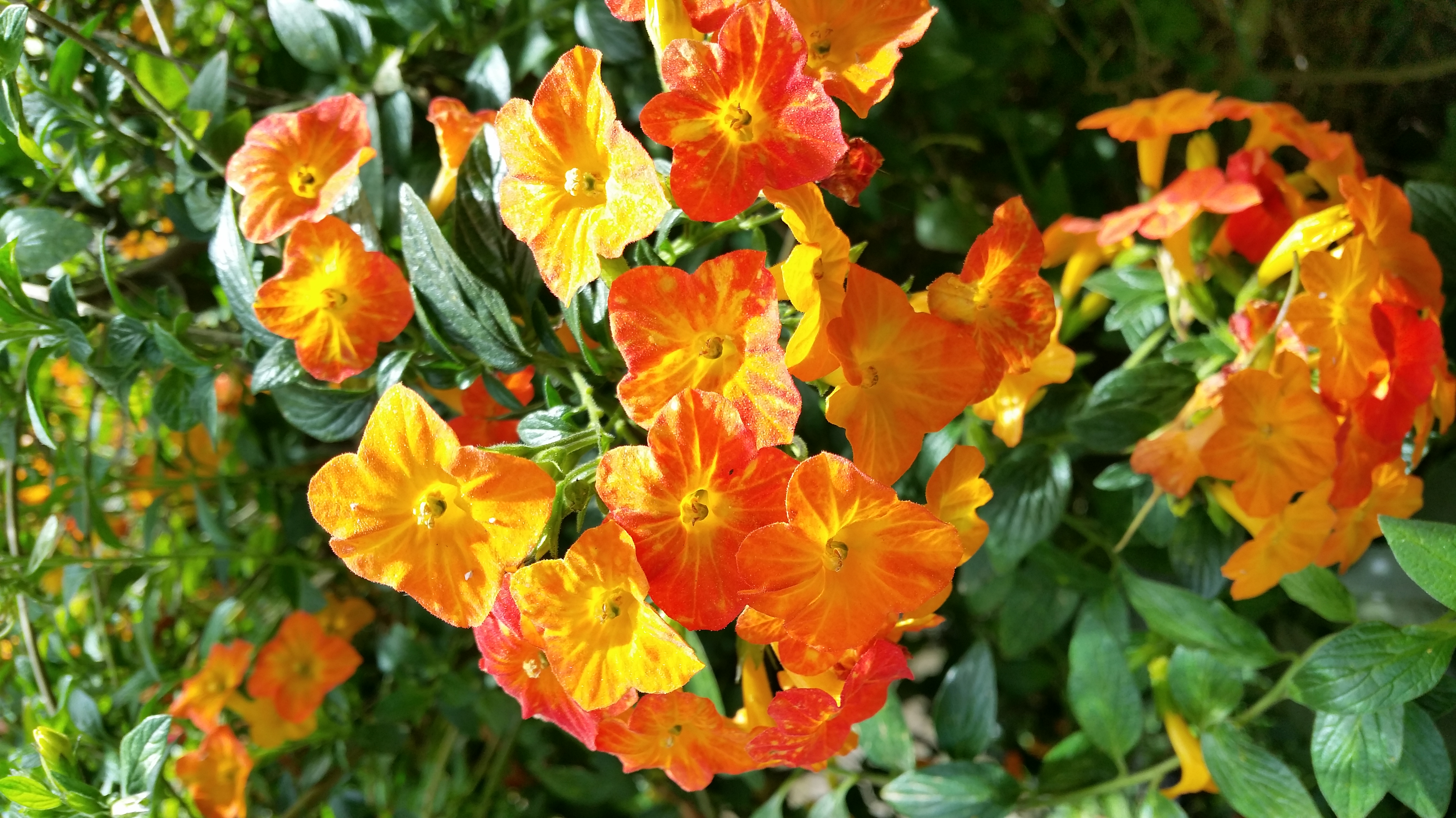In My Garden  Marmalade bush | Catherine Meyrick