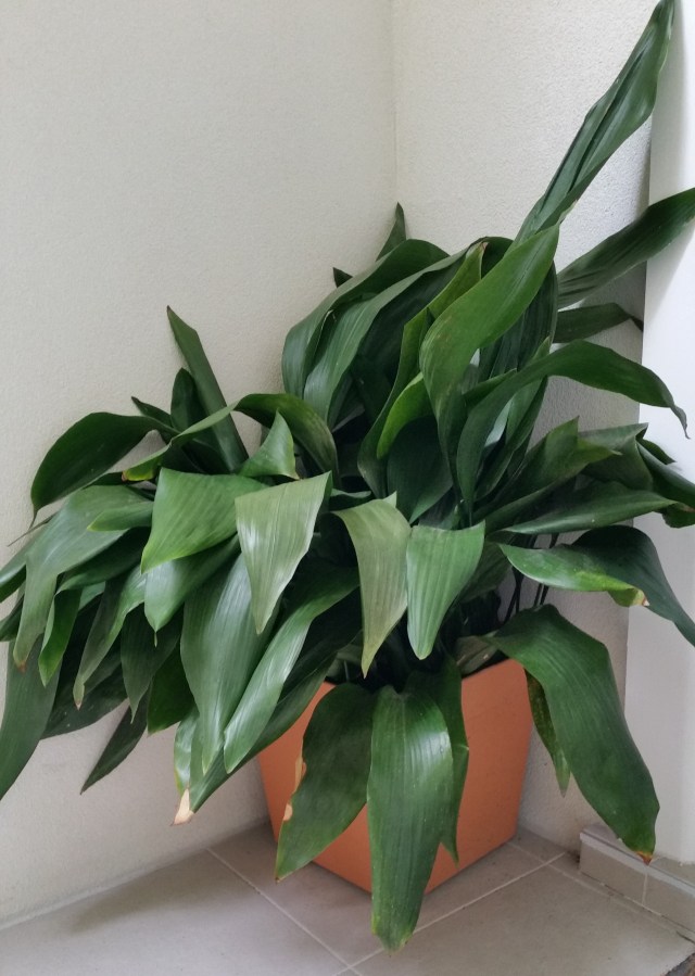 In My Garden (Almost)  The Aspidistra | Catherine Meyrick