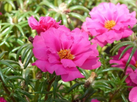 portulaca-grandiflora-9197_1920