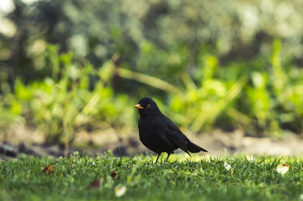common-blackbird-1287217_1920 (1)