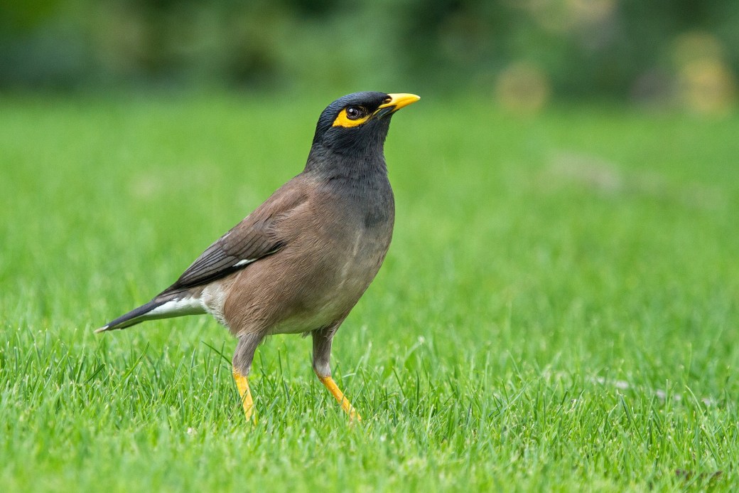 common-myna-1367119_1920