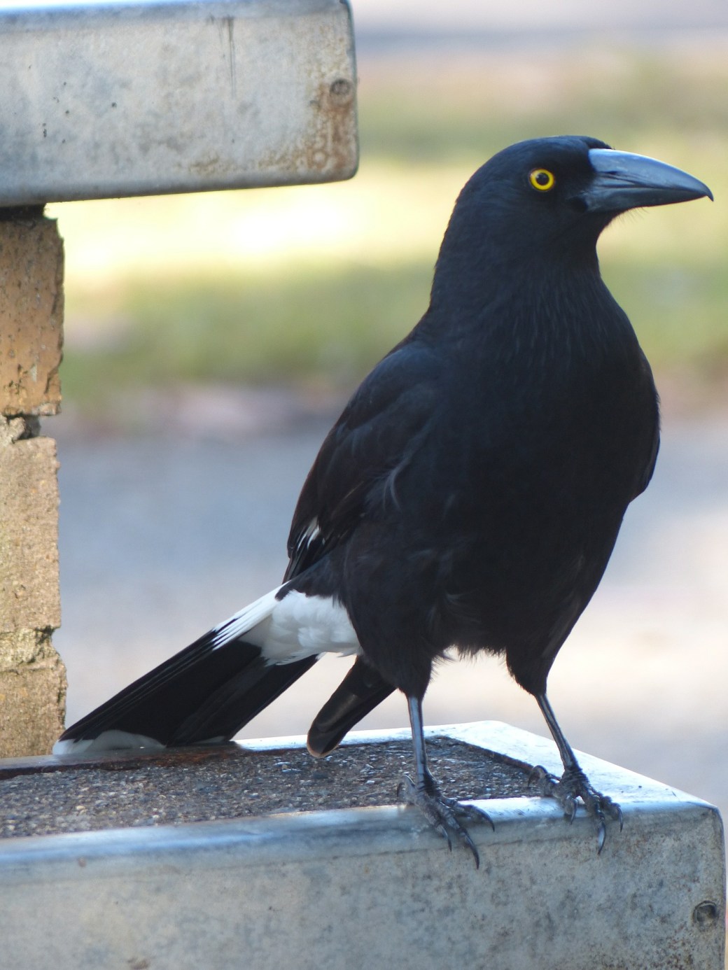 currawong-415272_1920