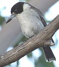 img_4132_greybutcherbird