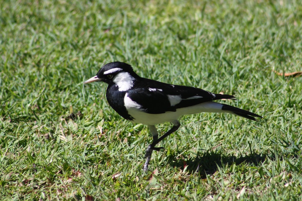magpie-lark-3591318_1920