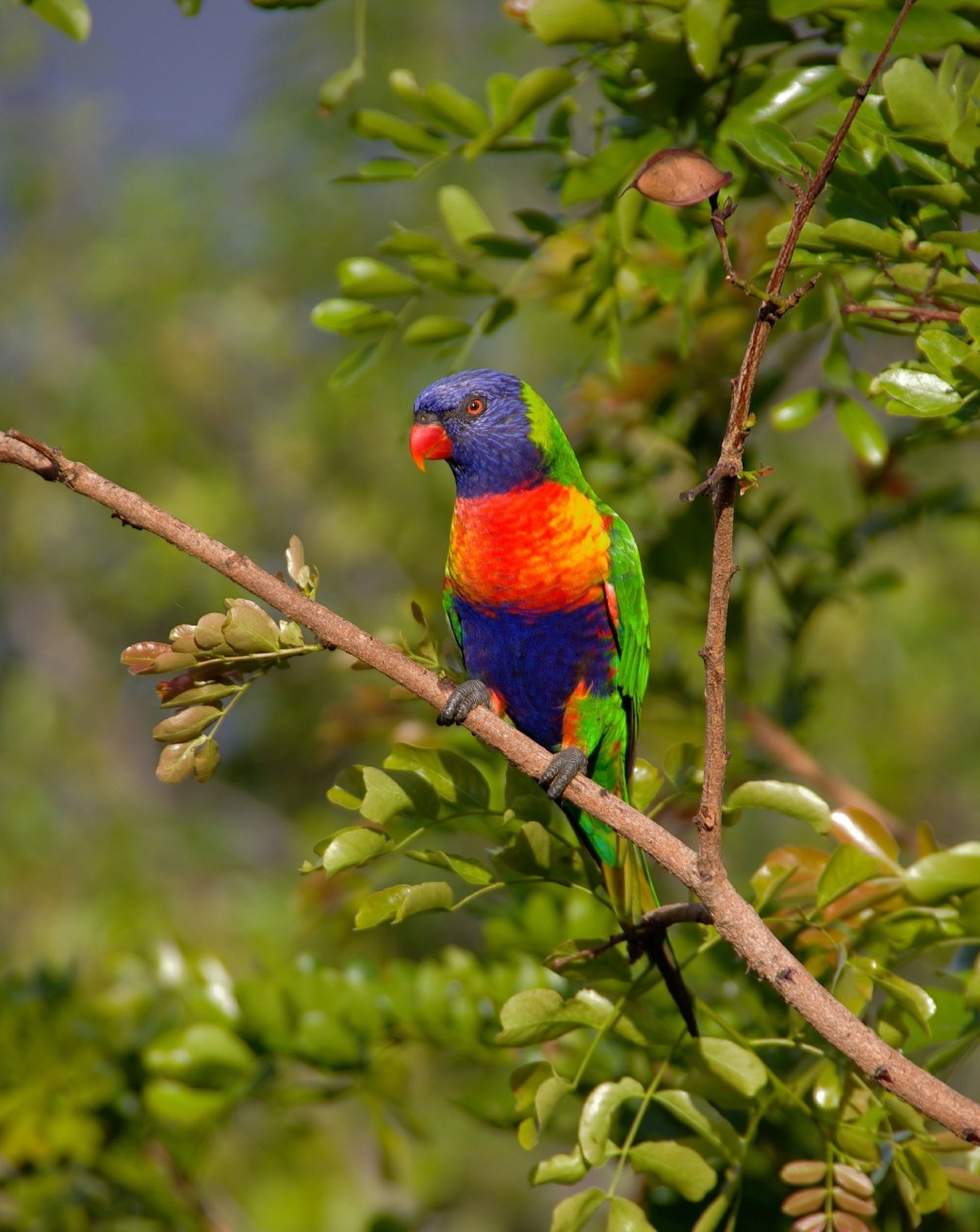 rainbow-lorikeet-420706_1920