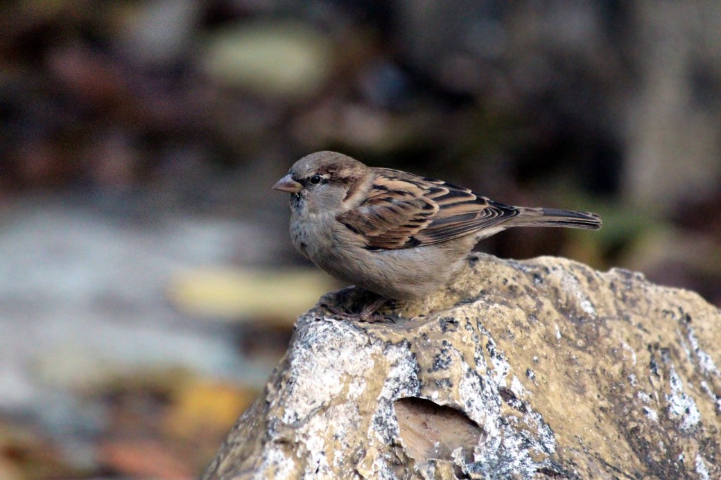 sparrow-3087788_1920 (1)