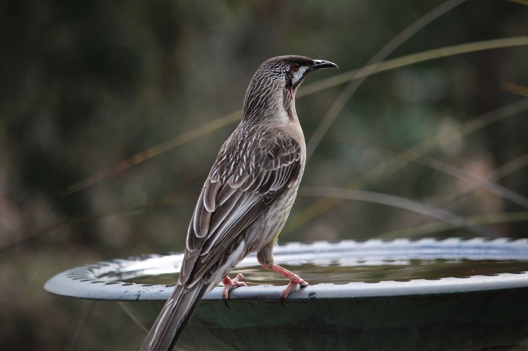 wattlebird-2311204_1920