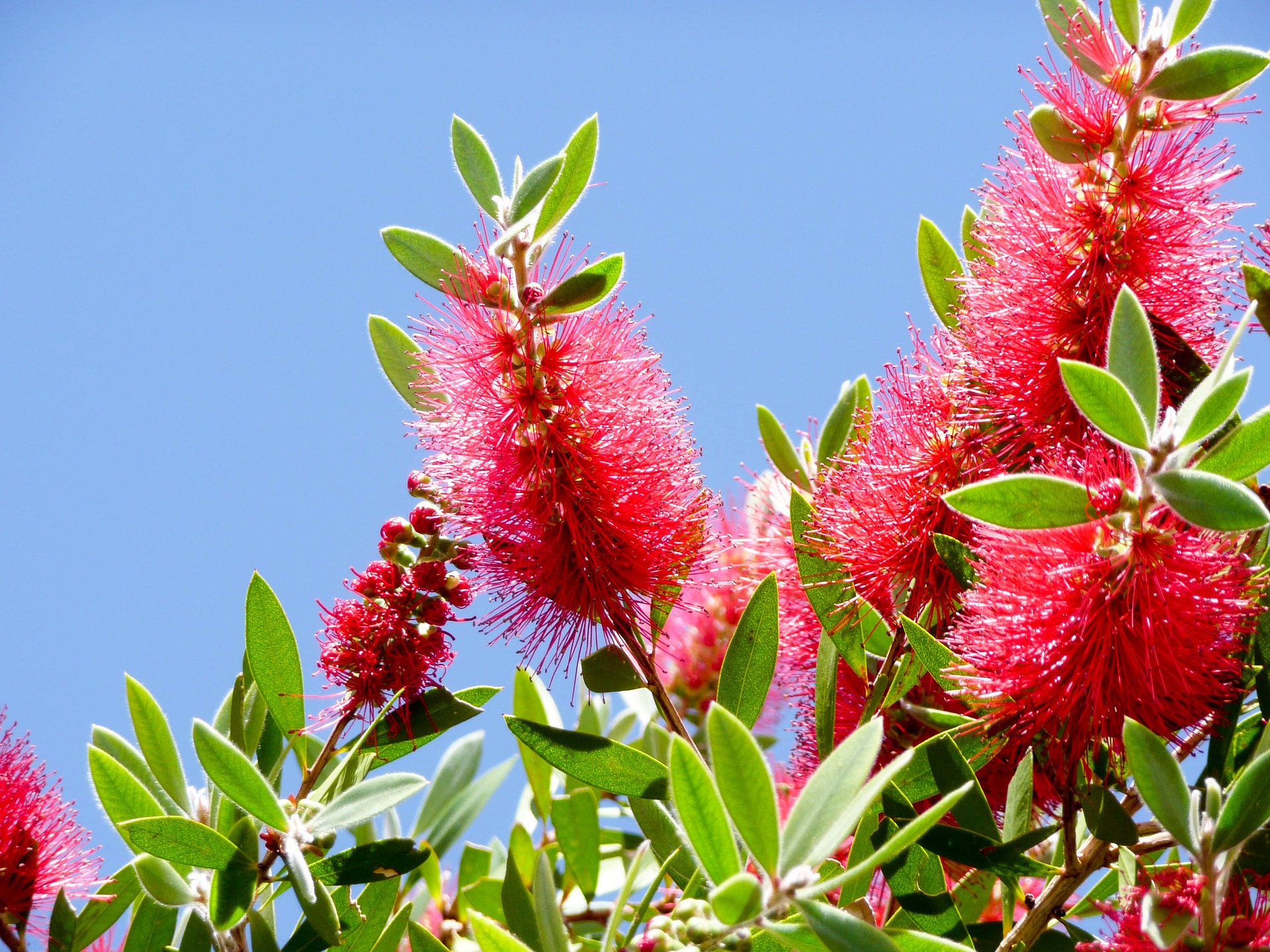 callistemon-2734568_1920
